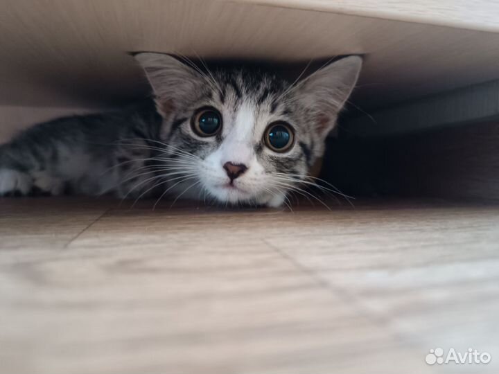 Котенок девочка