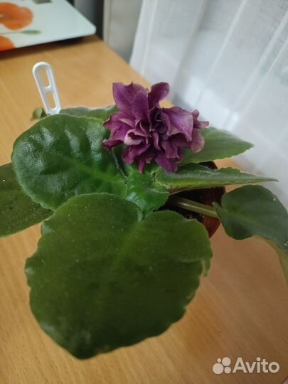 Фиалки цветущие в горшке