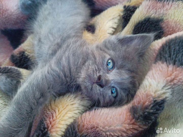 Котята в дар