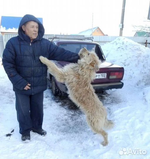 Собака хозяин найдись