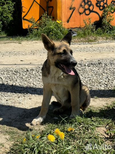 Щенок метис овчарки