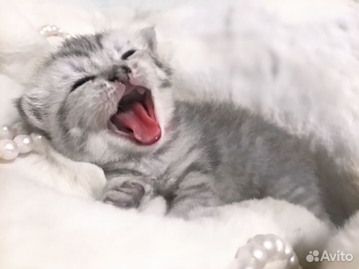 Шотландские вислоухие котята