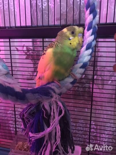 Попугаи ввп +хохлатый