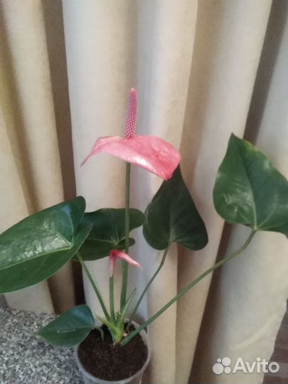 Комнатные цветы антуриум