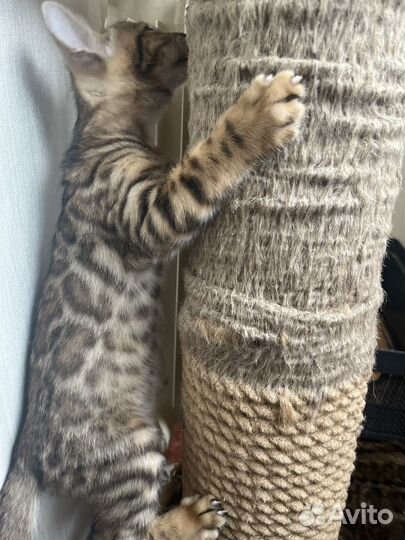 Бенгальские котята