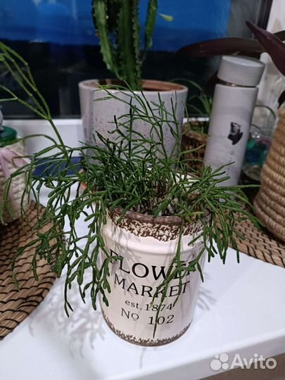 Толстянка, сансевиерия и др