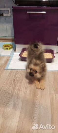 Щенки шпица