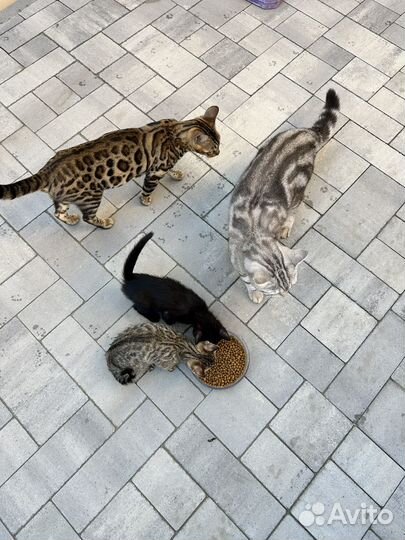 Отдам котят в добрые руки