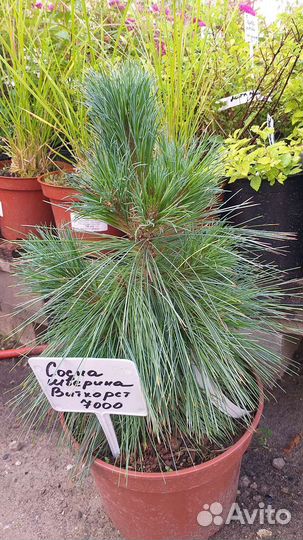 Красивые хвойные