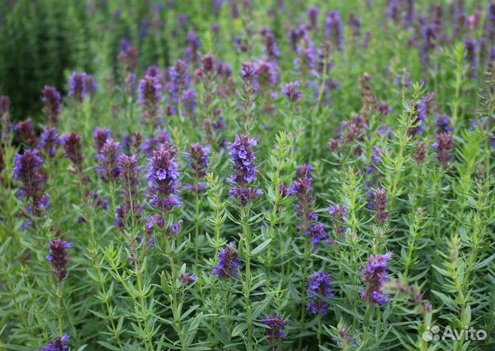 Иссоп лекарственный