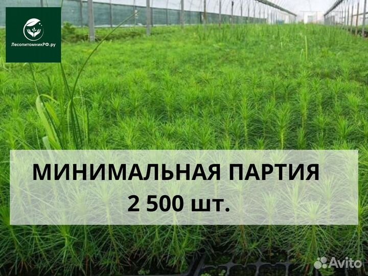 Саженцы сосны зкс опт