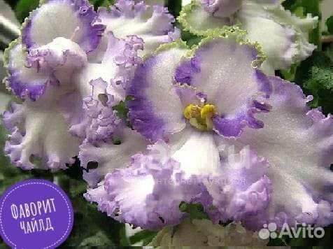 Фиалки укорененные листы