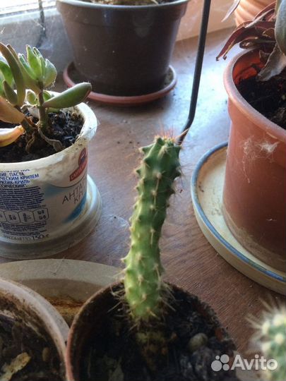 Кактусы и суккуленты