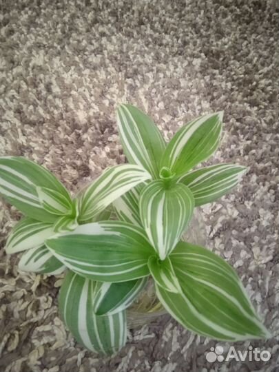 Традесканция