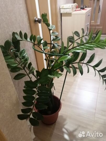 Замиокулькас