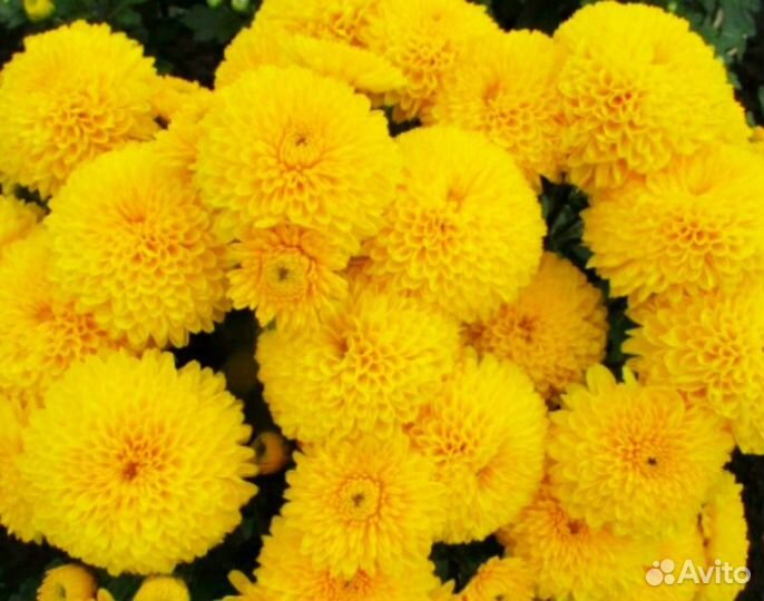 Хризантема корейская ярко-жёлтые