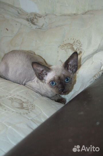 Котята девон-рекс