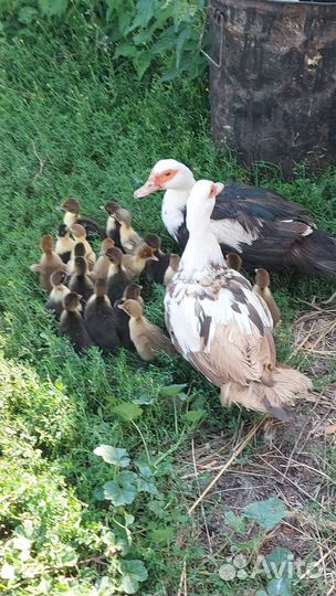 Цыплята микс,индоутята с мамами, инкуб. яйцо