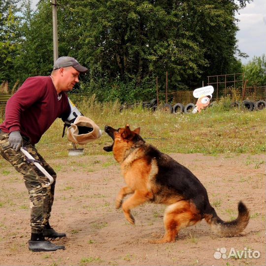 Дрессировка и обучение собак кинолог