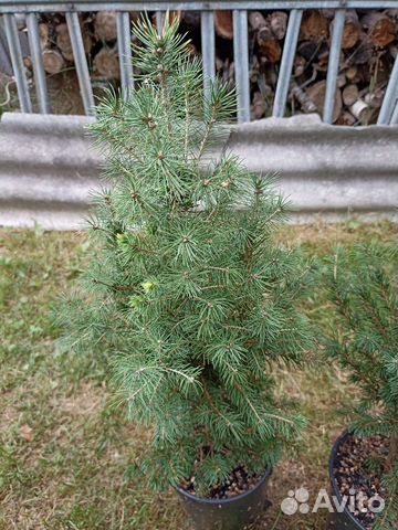 Ель канадская Коника