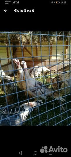 Куры, Амераукана, Синь Синь Дянь