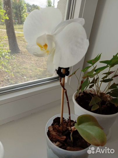 Орхидея фаленопсис