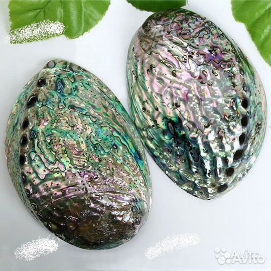 Крупная 12,5см раковина галиотиса (пауа, абалон)