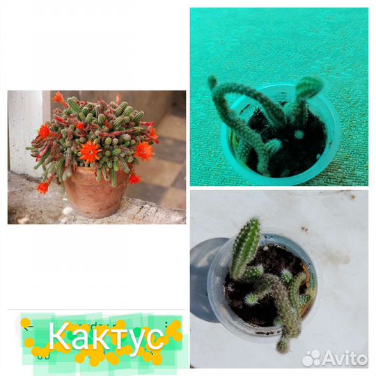 Кактус цветущий