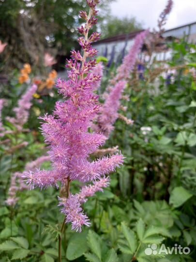 Очиток, Астильба