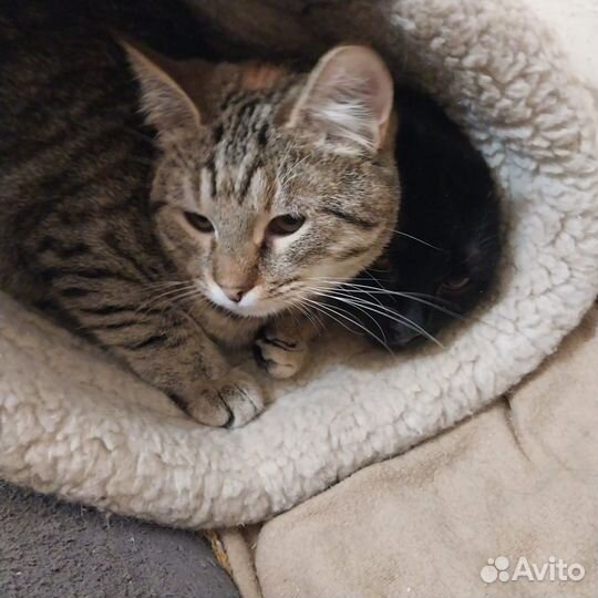 Молодая кошка ищет дом