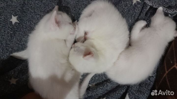 Домашние животные котята
