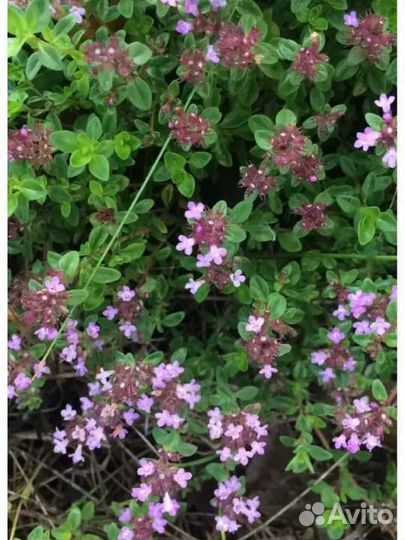 Декоративные почвопокровные растения