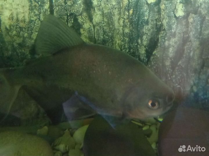 Аквариумные рыбки