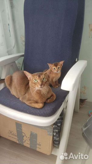 Абиссинский кот