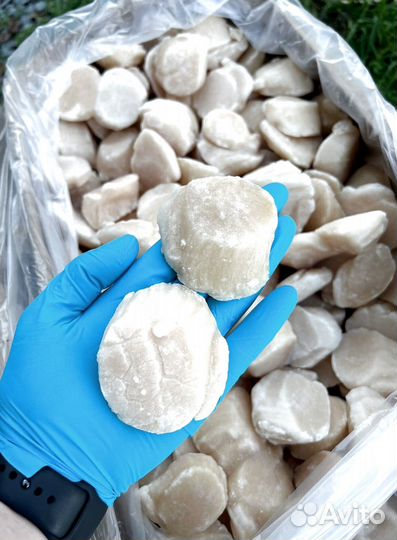 Оптом Гребешок Курильский