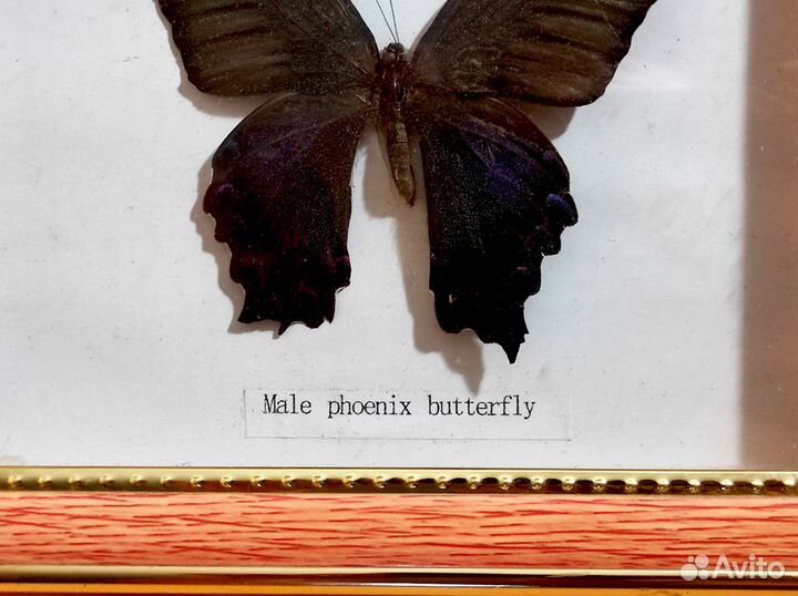 Бабочка в рамке