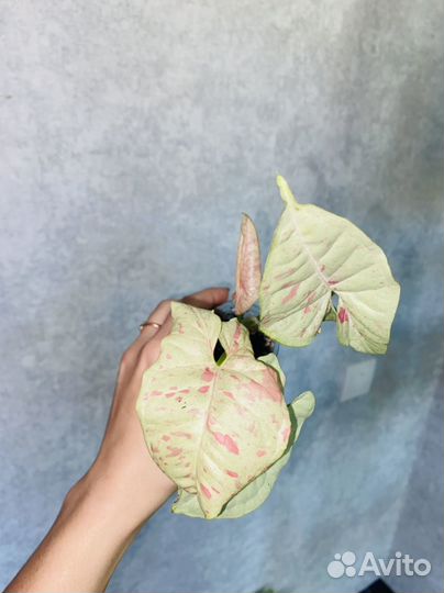 Сингониумы сортовые