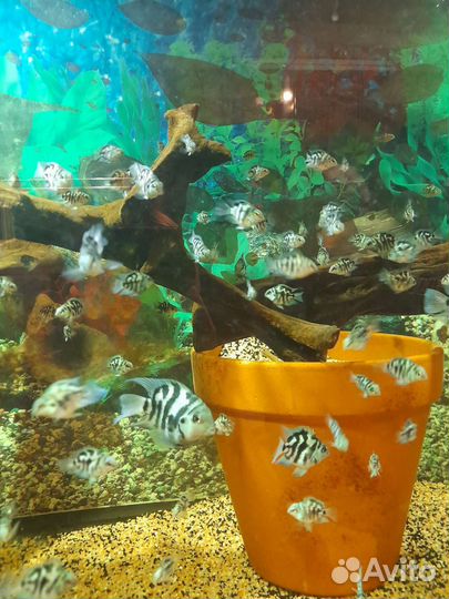 Сапфировый попугай