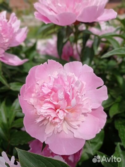 Саженцы пионов травянистых