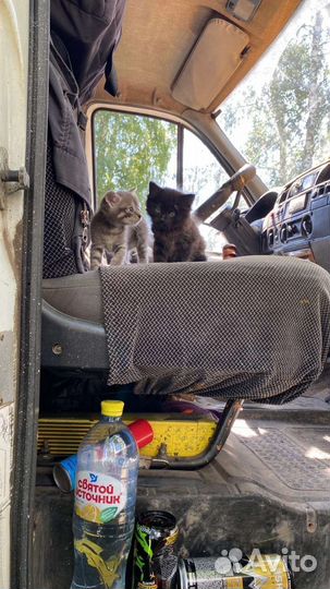 Отдам котят