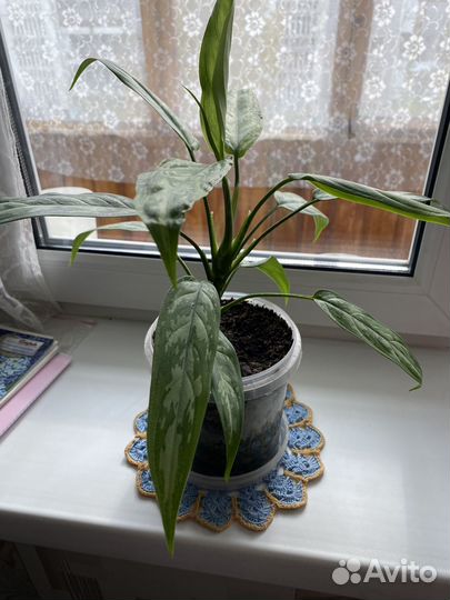 Клеродендрум, аглонема, щучий хвост