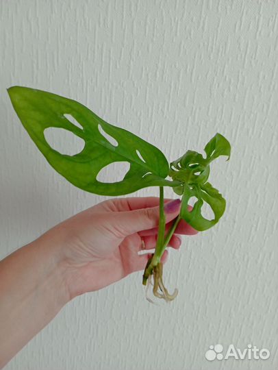 Монстера манки и сингониум