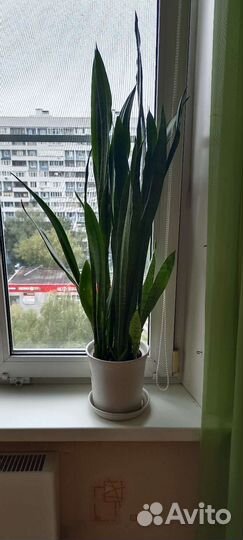 Сансевиерия тещин язык