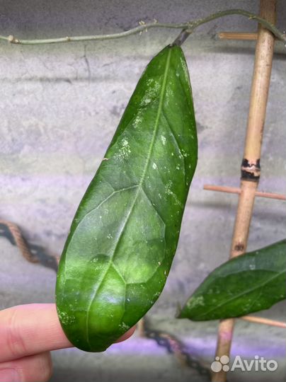 Хойя, хойи на срез