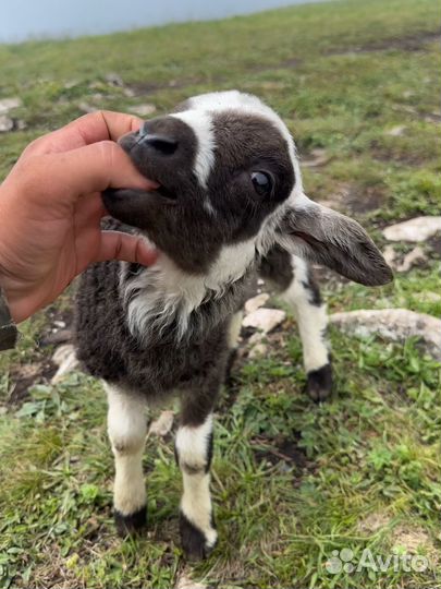 Овцы бараны ягнята