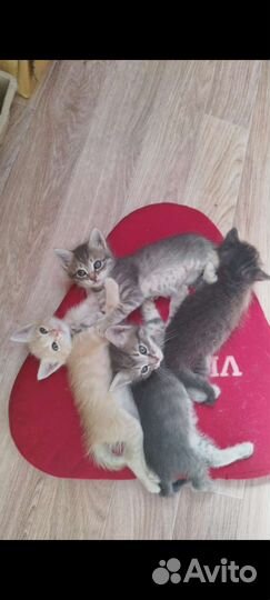 Котята в добрые руки