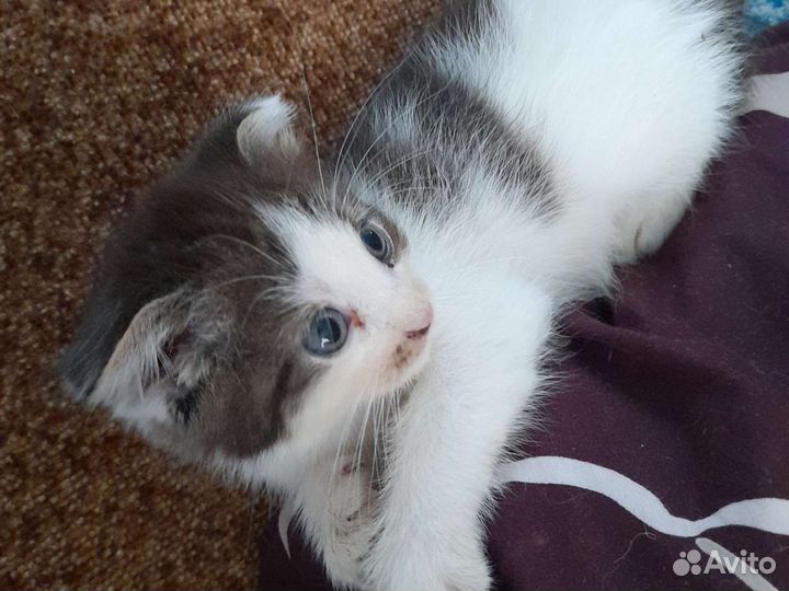 Кошечки ищут дом
