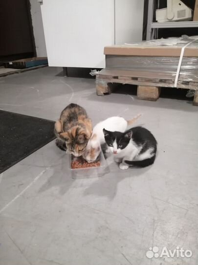 Нежные котята ищут дом