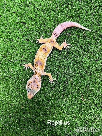 Эублефар + террариум с оформлением