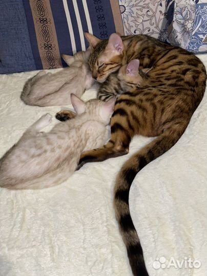 Бенгальские котята